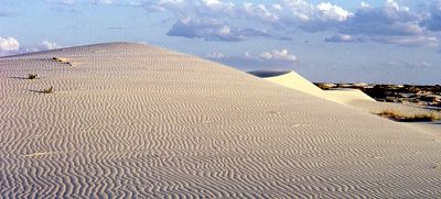 Picture of Monahans Sandhills State Park