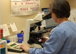 Picture of Laboratory Department Staff sitting down looking into a Microscope